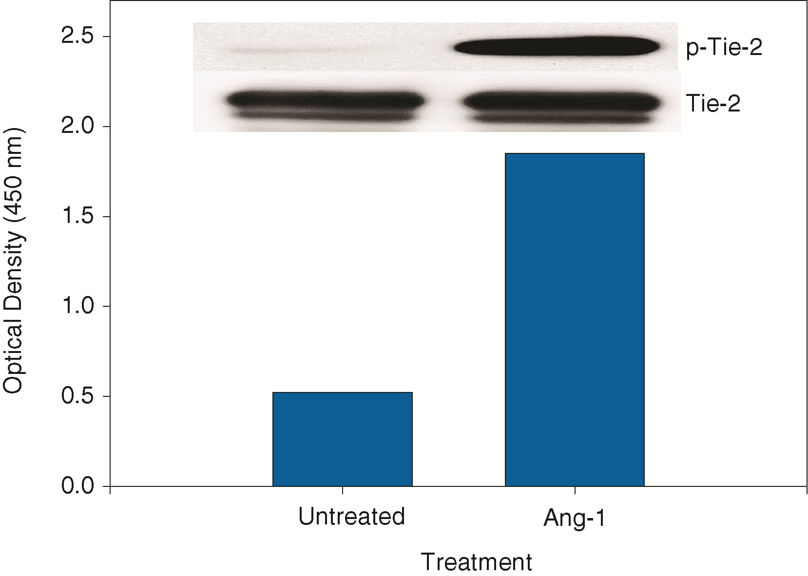 <b>Biological Strategies Validation. </b>Baf/3-hTie-2 cells were untreated or treated with 600 ng/mL recombinant human Ang-1 for seven minutes.  ELISA and IP-Western blot (inset) analyses were done using 50 μg and 200 μg of lysate, respectively.  IP-Western blots for phospho-Tie-2 (p-Tie-2) were done as described in Figure 1.  Blots were stripped and total Tie-2 was detected using a biotinylated anti-Tie-2 polyclonal antibody (Catalog # BAF313). Human Phospho-Tie-2 can be detected in this ELISA by using approximately 4 times less lysate than is needed for a conventional IP-Western blot.