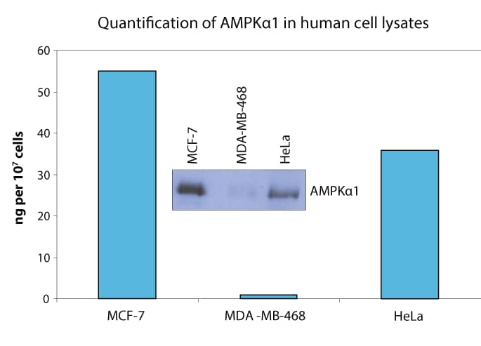 Lysates prepared from MCF-7 human breast cancer cells, MDA-MB-468 human breast cancer cells, and HeLa human cervical epithelial carcinoma cells were quantified with this DuoSet IC ELISA. The same lysates were also immunoblotted (inset) with anti-AMPK alpha1 polyclonal antibody (Catalog # AF3197). The DuoSet IC ELISA results correlate well with the relative amounts of AMPK alpha1 detected by Western blot.