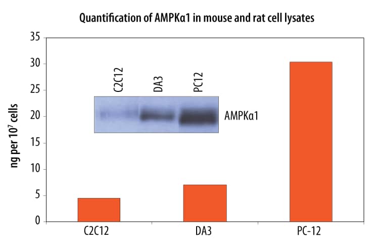 Lysates prepared from C2C12 mouse myoblast cells, DA3 mouse myeloma cells, and PC-12 rat adrenal pheochromocytoma cells were quantified with this DuoSet IC ELISA. The same lysates were also immunoblotted (inset) with anti-AMPK alpha1 monoclonal antibody (Catalog # MAB3197). The DuoSet IC ELISA results correlate well with the relative amounts of AMPK alpha1 detected by Western blot.