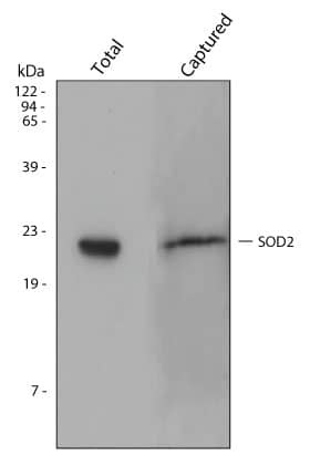 Lysates prepared from HepG2 human hepatocellular carcinoma cells were incubated in wells coated with Human/Mouse/Rat Total SOD2/Mn-SOD Capture Antibody. Unbound material was removed by washing and bound material was solubilized in SDS gel sample buffer. The same lysate and captured protein were electrophoresed, transferred to a PVDF membrane, and immunoblotted with a Human/Mouse/Rat SOD2 Polyclonal Antibody (R&D Systems®, Catalog # AF3419). Only the band corresponding to SOD2 was detected in captured material. To further determine specificity, recombinant human SOD1 and recombinant human SOD3 were assayed at 200 ng/mL and did not cross-react or interfere in the assay.