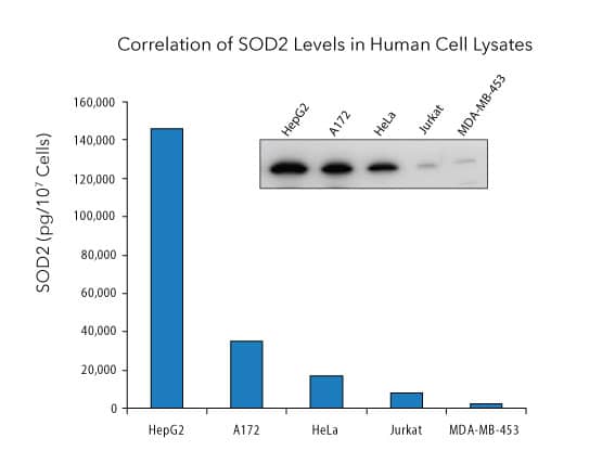 Lysates prepared from HepG2 human hepatocellular carcinoma cells, A172 human glioblastoma cells, HeLa human cervical epithelial carcinoma cells, Jurkat human acute T cell leukemia cells, and MDA-MB-453 human breast cancer cells were quantified with this DuoSet® IC ELISA. The same lysates were immunoblotted (inset) with an anti-SOD2 polyclonal antibody. The DuoSet® IC ELISA results correlate well with the relative amounts of human/mouse/rat SOD2 detected by Western Blot.