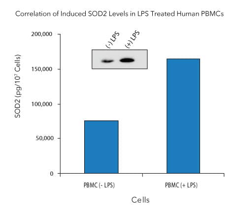 Human peripheral blood mononuclear cells (PBMCs) were cultured for 24 hours in the absence or presence of 1 mM lipopolysaccharide (LPS). The lysates were quantified with this DuoSet® IC ELISA. The same lysates were immunoblotted (inset) with an anti-SOD2 polyclonal antibody. The DuoSet® IC ELISA results correlate well with the relative amounts of human/mouse/rat SOD2 detected by Western Blot. Amounts of SOD2 as quantified by the Human/Mouse/Rat Total SOD2/Mn-SOD DuoSet® IC ELISA are consistent with the relative amounts of SOD2 determined by qualitative Western blot analysis.