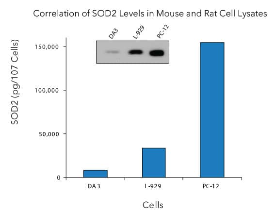 Lysates prepared from DA3 mouse myeloma cells, L-929 mouse fibroblast cells, and PC-12 rat adrenal pheochromocytoma cells were quantified with this DuoSet® IC ELISA. The same lysates were immunoblotted (inset) with an anti-SOD2 polyclonal antibody. The DuoSet® IC ELISA results correlate well with the relative amounts of SOD2 detected by Western Blot.