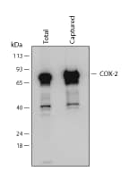 N/A COX-2 [Biotin]