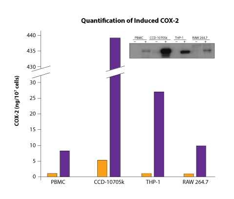 N/A COX-2 [Biotin]