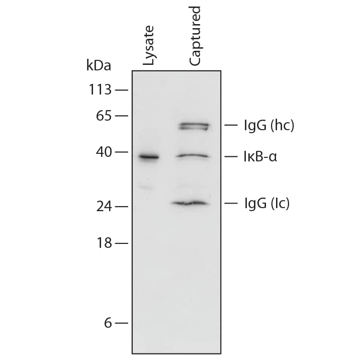 N/A IkB-alpha [Biotin]