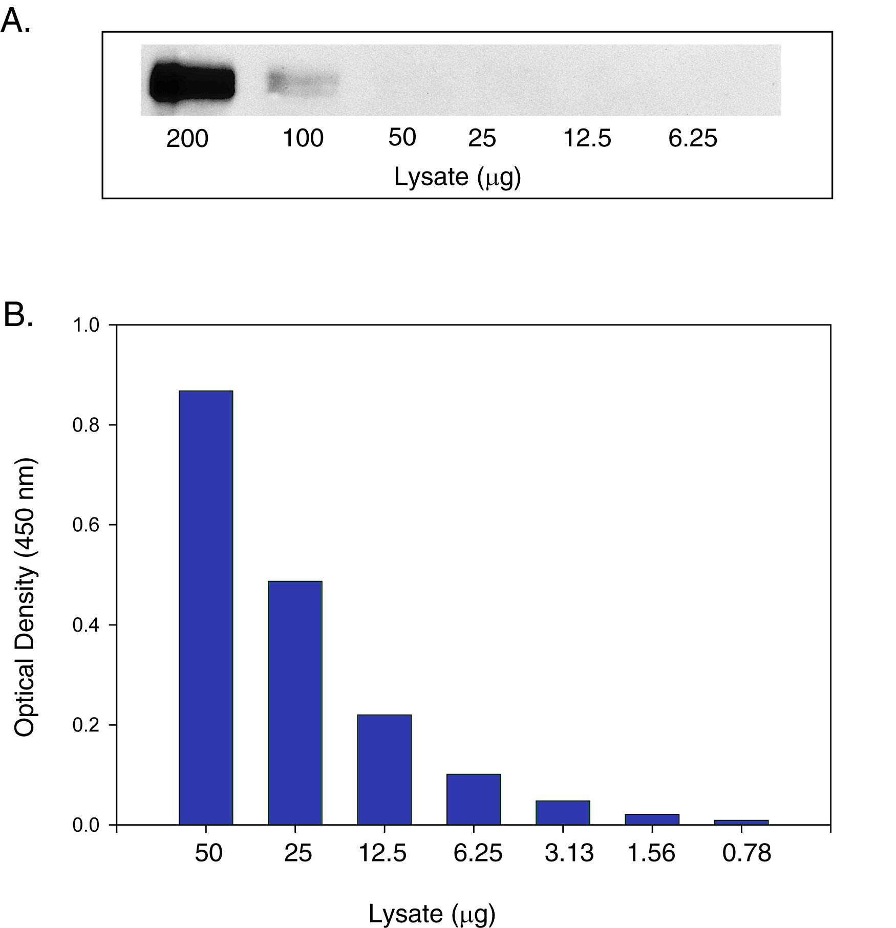 Lysates prepared from the human stomach cancer cell line (KatoIII) were diluted in series and analyzed by (A) IP-Western blot and (B) this DuoSet IC ELISA.  IPs were performed using an anti-FGF R2 alpha  monoclonal antibody and goat anti-mouse agarose.  Immunoblots were incubated with a biotinylated anti-FGF R2 alpha  monoclonal antibody. Bands were visualized with Streptavidin-HRP (Catalog # DY998) followed by chemiluminescent detection using WesternGlo Chemiluminescent Detection Substrate (Catalog # AR004). Human FGF R2 alpha  can be detected by the Human Total-FGF R2 alpha  DuoSet IC ELISA by using approximately 20 to 40 times less lysate than is needed for a conventional IP-Western blot.  