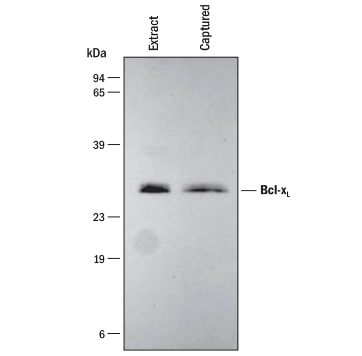 N/A Bcl-xL [Biotin]