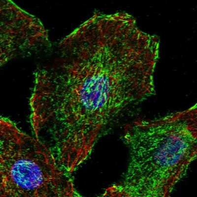 Immunocytochemistry/ Immunofluorescence dystrophia myotonica containing WD repeat motif Antibody - BSA Free