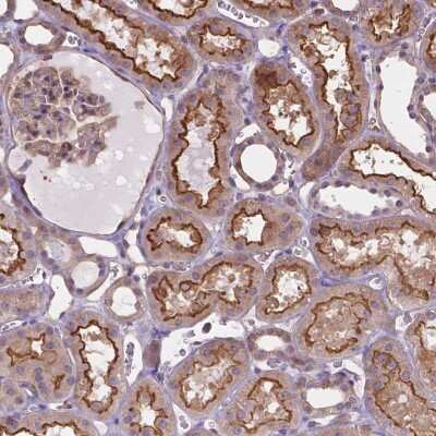 Immunohistochemistry-Paraffin dystrophia myotonica containing WD repeat motif Antibody - BSA Free