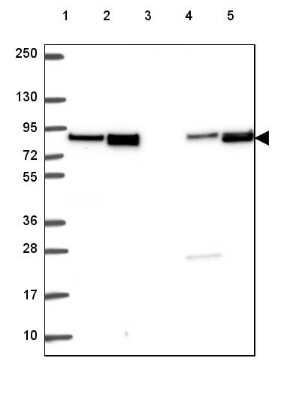 Western Blot dystrophia myotonica containing WD repeat motif Antibody - BSA Free