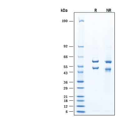 2 μg/lane of Recombinant Human APPBP1/UBA3 Complex (NEDD8 Activating Enzyme) His-tag Protein (Catalog # E-313B) was resolved with SDS-PAGE under reducing (R) and non-reducing (NR) conditions and visualized by Coomassie® Blue staining, showing bands at 57-63 kDa (APPBP1) & 46-54 kDa (UBA3), under reducing conditions.