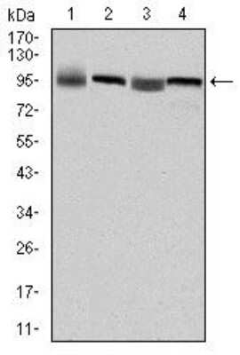Western Blot: eEF-2 Antibody (5B6) [NBP2-37620] - Western blot analysis using EEF2 mouse mAb against HepG2 (1), Hela (2), HEK293 (3) and A431 (4) cell lysate.
