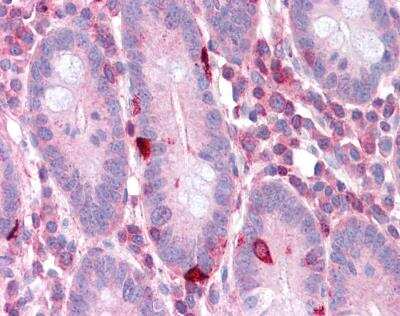 Immunohistochemistry-Paraffin: eEF-2 Antibody [NBP1-54383] -  Human small intestine tissue at an antibody concentration of 5 ug/ml.