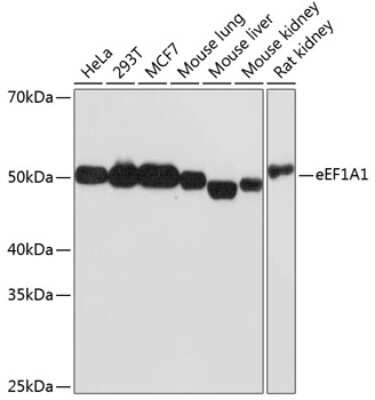 Western Blot: eEF1A1 Antibody (0X0H8) [NBP3-15399] - Western blot analysis of extracts of various cell lines, using eEF1A1 Rabbit mAb (NBP3-15399) at 1:1000 dilution. Secondary antibody: HRP Goat Anti-Rabbit IgG (H+L) at 1:10000 dilution. Lysates/proteins: 25ug per lane. Blocking buffer: 3% nonfat dry milk in TBST. Detection: ECL Basic Kit. Exposure time: 90s.