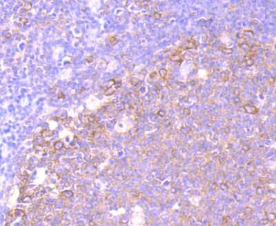 Immunohistochemistry-Paraffin: eEF1A1 Antibody (JB44-13) [NBP2-75478] - Analysis of paraffin-embedded human tonsil tissue using anti-eEF1A1 antibody. Counter stained with hematoxylin.