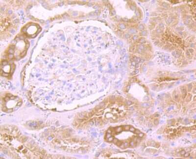 Immunohistochemistry-Paraffin: eEF1A1 Antibody (JB44-13) [NBP2-75478] - Analysis of paraffin-embedded human kidney tissue using anti-eEF1A1 antibody. Counter stained with hematoxylin.