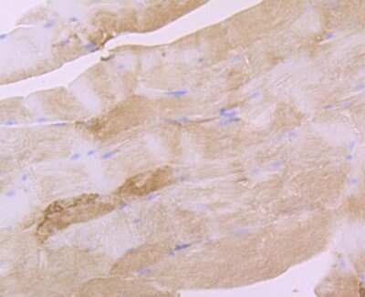 Immunohistochemistry-Paraffin: eEF1A1 Antibody (JB44-13) [NBP2-75478] - Analysis of paraffin-embedded mouse smooth muscle tissue using anti-eEF1A1 antibody. Counter stained with hematoxylin.