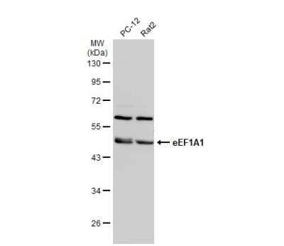 Western Blot: eEF1A1 Antibody [NBP1-32122] - Various whole cell extracts (30 ug) were separated by 10% SDS-PAGE, and the membrane was blotted with eEF1A1 antibody [N1C1] diluted at 1:500. The HRP-conjugated anti-rabbit IgG antibody (NBP2-19301) was used to detect the primary antibody.