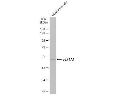 Western Blot: eEF1A1 Antibody [NBP1-32122] - Mouse tissue extract (50 ug) was separated by 10% SDS-PAGE, and the membrane was blotted with eEF1A1 antibody [N1C1] diluted at 1:500. The HRP-conjugated anti-rabbit IgG antibody (NBP2-19301) was used to detect the primary antibody.