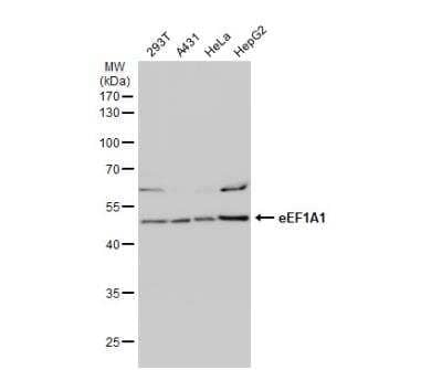 Western Blot: eEF1A1 Antibody [NBP1-32122] - Various whole cell extracts (30 ug) were separated by 10% SDS-PAGE, and the membrane was blotted with eEF1A1 antibody [N1C1]  diluted at 1:1000. The HRP-conjugated anti-rabbit IgG antibody (NBP2-19301) was used to detect the primary antibody.