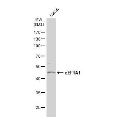 Western Blot: eEF1A1 Antibody [NBP1-32122] - Whole cell extract (30 ug) was separated by 10% SDS-PAGE, and the membrane was blotted with eEF1A1 antibody [N1C1] diluted at 1:1000. The HRP-conjugated anti-rabbit IgG antibody (NBP2-19301) was used to detect the primary antibody.