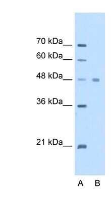 Western Blot: eEF1A1 Antibody [NBP1-52880] - HepG2 cell lysate, concentration 2.5 ug/ml.