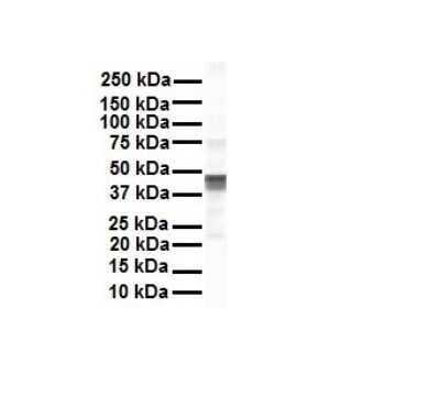 Western Blot: eEF1A1 Antibody [NBP1-52880] - Antibody  Titration: 1 ug/ml Human Hela.