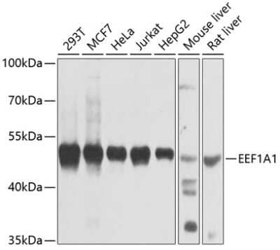 Western Blot: eEF1A1 Antibody [NBP2-92598] - Analysis of extracts of various cell lines, using eEF1A1 at 1:1000 dilution.Secondary antibody: HRP Goat Anti-Rabbit IgG (H+L) at 1:10000 dilution.Lysates/proteins: 25ug per lane.Blocking buffer: 3% nonfat dry milk in TBST.Detection: ECL Basic Kit .Exposure time: 10s.