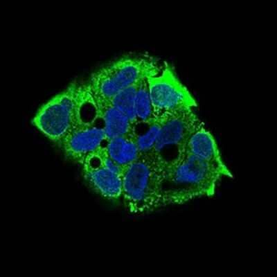 Immunocytochemistry/Immunofluorescence: eIF2A Antibody (3A7A8) [NBP2-37279] - Immunofluorescence analysis of HepG2 cells using EIF2A mouse mAb (green). Blue: DRAQ5 fluorescent DNA dye. Goat anti-Mouse IgG (H+L) DyLight 488 secondary antibody was used. 