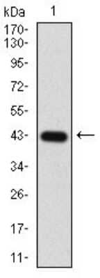 Western Blot: eIF2A Antibody (3A7A8) [NBP2-37279] - Western blot analysis using EIF2A mAb against human EIF2A (AA: 448-576) recombinant protein. (Expected MW is 40.3 kDa)