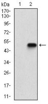 Western Blot: eIF2A Antibody (3A7A8) [NBP2-37279] - Western blot analysis using EIF2A mAb against HEK293 (1) and EIF2A (AA: 448-576)-hIgGFc transfected HEK293 (2) cell lysate.