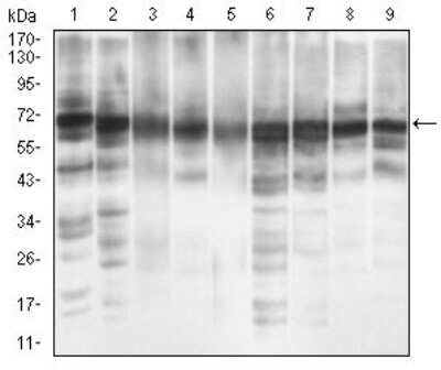 Western Blot: eIF2A Antibody (3A7A8) [NBP2-37279] - Western blot analysis using EIF2A mouse mAb against MCF-7 (1), PC-12 (2), HepG2 (3), Hela (4), Cos7 (5), K562 (6), Jurkat (7), A431 (8) and NIH/3T3 (9) cell lysate.