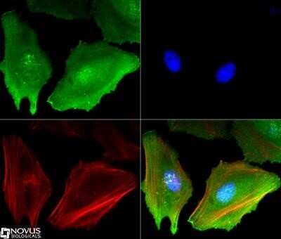 Immunocytochemistry/Immunofluorescence: eIF2A Antibody (3A7B11) - Azide and BSA Free [NBP2-80716] - eIF2A antibody (1:50) was tested in HeLa cells with Dylight 488 (green). Nuclei and alpha-tubulin were counterstained with DAPI (blue) and Dylight 550 (red). Image objective 40x. Image from the standard format of this antibody.