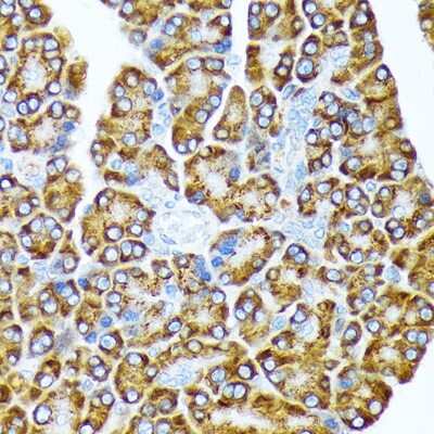 Immunohistochemistry-Paraffin: eIF2A Antibody (8V8H7) [NBP3-16864] - Immunohistochemistry of paraffin-embedded rat pancreas using eIF2A Rabbit mAb (NBP3-16864) at dilution of 1:100 (40x lens).Perform microwave antigen retrieval with 10 mM Tris/EDTA buffer pH 9.0 before commencing with IHC staining protocol.