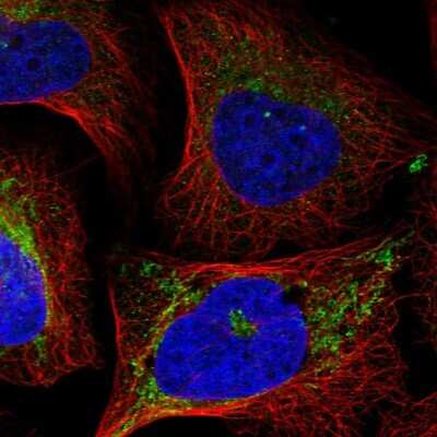 Immunocytochemistry/Immunofluorescence: eIF2A Antibody [NBP1-84879] - Staining of human cell line U-2 OS shows localization to mitochondria. Antibody staining is shown in green.