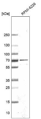 Western Blot: eIF2A Antibody [NBP1-84879] - Analysis in human cell line RPMI-8226.