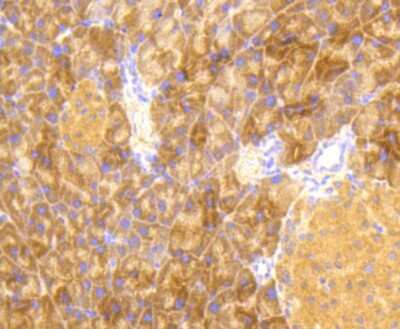 Immunohistochemistry-Paraffin: eIF2A [p Ser51] Antibody (SZ01-06) [NBP2-67353] - Analysis of paraffin-embedded mouse pancreas tissue using anti-Phospho-eIF-2a(S51) antibody. Counter stained with hematoxylin.