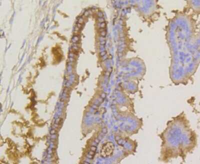 Immunohistochemistry-Paraffin: eIF2A [p Ser51] Antibody (SZ01-06) [NBP2-67353] - Analysis of paraffin-embedded mouse placenta tissue using anti-Phospho-eIF-2a(S51) antibody. Counter stained with hematoxylin.