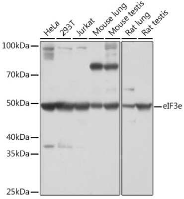 Western Blot eIF3e Antibody (3H4N2)