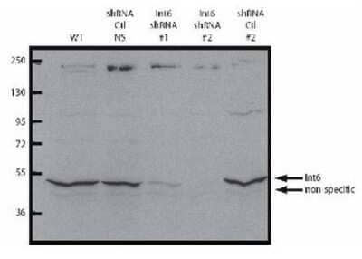 <b>Genetic Strategies Validation. </b>Western Blot: eIF3e Antibody [NB110-85528] - Western blot using NB110-85528 shows detection of endogenous eIF3S6/Int6. Specific staining is not present in lysates containing lentiviral knockdown vectors (shRNA #1 and #2. Control vectors, specifically a scrambled sequence (Ctl NS) and a sequence against an unrelated gene (Ctl #2), were also used.