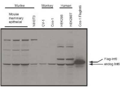 Western Blot: eIF3e Antibody [NB110-85528] - Analysis of endogenous eIF3S6/Int6 in whole cell extracts from murine (HC-11 and NIH3T3), monkey (CV-1 and Cos-1), and human (HEK293T) cell lines as well as over-expressed eIF3S6/Int6 (control transfected flag-tagged Int6). The identity of the higher and lower molecular weight bands is unknown. The band at 48 kDa, indicated by the arrowhead, corresponds to flag-tagged EIF3S6/Int6. Primary antibody was used at 1:1000.