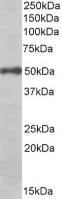 Western Blot: eIF3e Antibody [NBP1-52116] - Analysis of eIF3e in Daudi lysate (35ug protein in RIPA buffer) using NBP1-52116 at 0.03 ug/ml. Primary incubation was 1 hour. Detected by chemiluminescence.