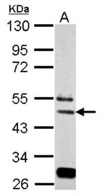 Western Blot: eIF3e Antibody [NBP2-16298] - Sample (30 ug of whole cell lysate) A: BCL-1 10% SDS PAGE gel, diluted at 1:2000.