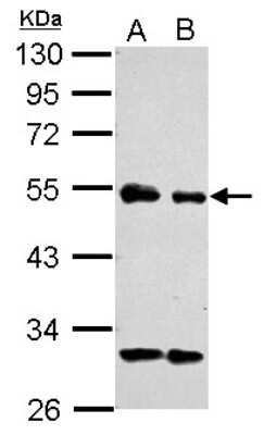 Western Blot eIF3e Antibody