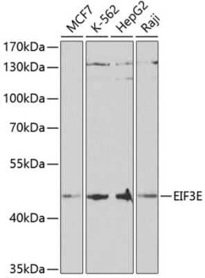 Western Blot: eIF3e Antibody [NBP3-04723] - Analysis of extracts of various cell lines, using eIF3e antibody at 1:1000 dilution. Secondary antibody: HRP Goat Anti-Rabbit IgG (H+L) at 1:10000 dilution. Lysates/proteins: 25ug per lane. Blocking buffer: 3% nonfat dry milk in TBST. Detection: ECL Basic Kit