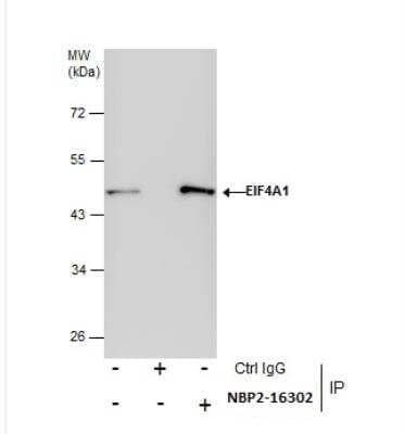 Immunoprecipitation: eIF4A1 Antibody [NBP2-16302] - HepG2 whole cell extracts using 5 ug of EIF4A1 antibody.  Western blot analysis was performed using EIF4A1 antibody. EasyBlot anti-Rabbit IgG was used as a secondary reagent.