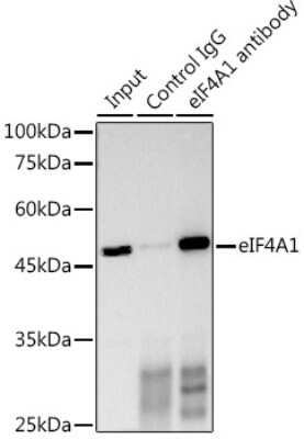 Immunoprecipitation: eIF4A1 Antibody [NBP3-04718] - Immunoprecipitation analysis of 300ug extracts of HeLa cells using 3ug eIF4A1 antibody (NBP3-04718). Western blot was performed from the immunoprecipitate using eIF4A1 antibody (NBP3-04718) at a dilution of 1:1000.