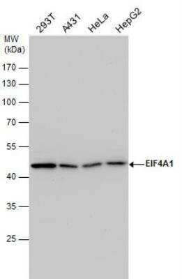 Western Blot: eIF4A1 Antibody [NBP2-16302] - Various whole cell extracts (30 ug) were separated by 10% SDS-PAGE, and the membrane was blotted with EIF4A1 antibody diluted by 1:3000. 