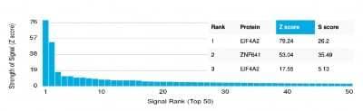 Protein Array: eIF4A2 Antibody (PCRP-EIF4A2-2B5) [NBP3-08883] - Analysis of Protein Array containing more than 19,000 full-length human proteins using eIF4A2 Mouse Monoclonal Antibody (PCRP-eIF4A2-2B5).